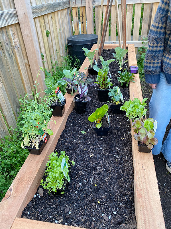 Wild Roots planting