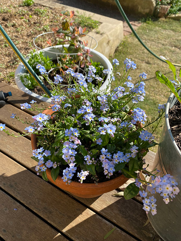 Wild Roots propagating