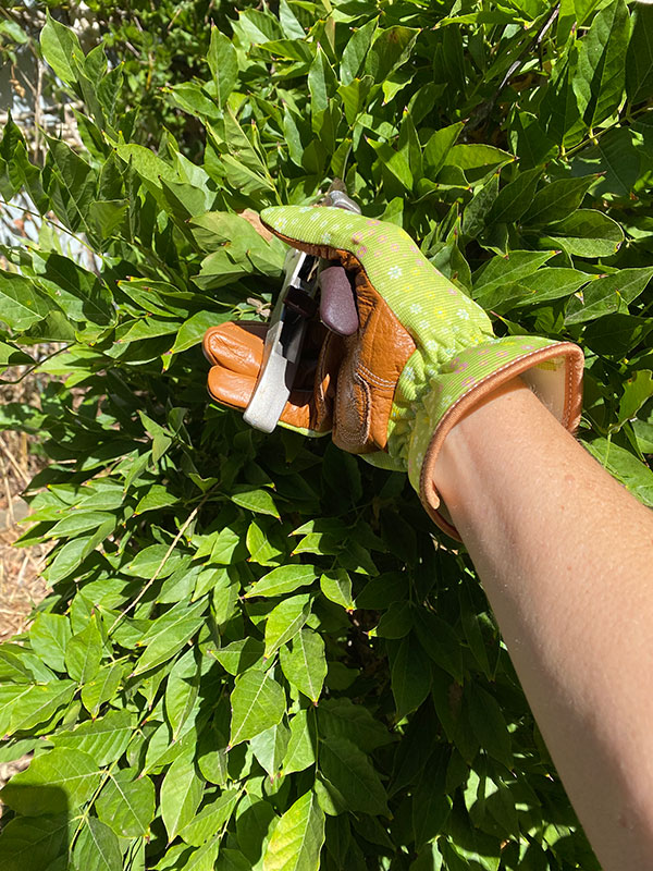 Wild Roots pruning, trimming and weeding