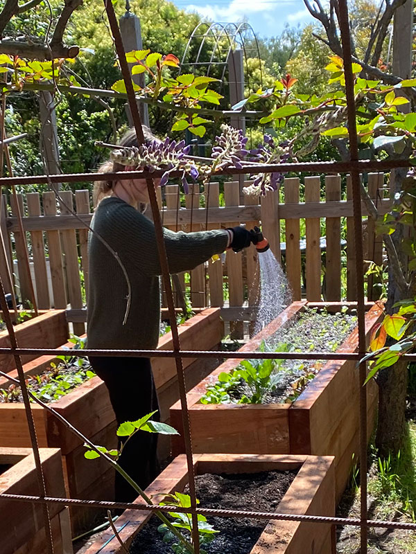 Wild Roots watering